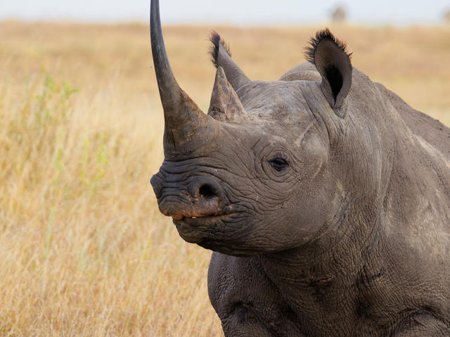 WWF is saving black rhinos by moving them | Stories | WWF