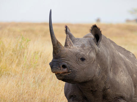 black rhino number