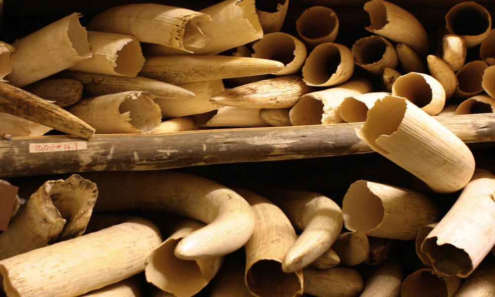 Illeagal Wildlife Trade