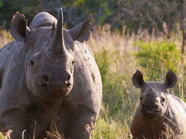 Image result for images of rare SA black rhinos