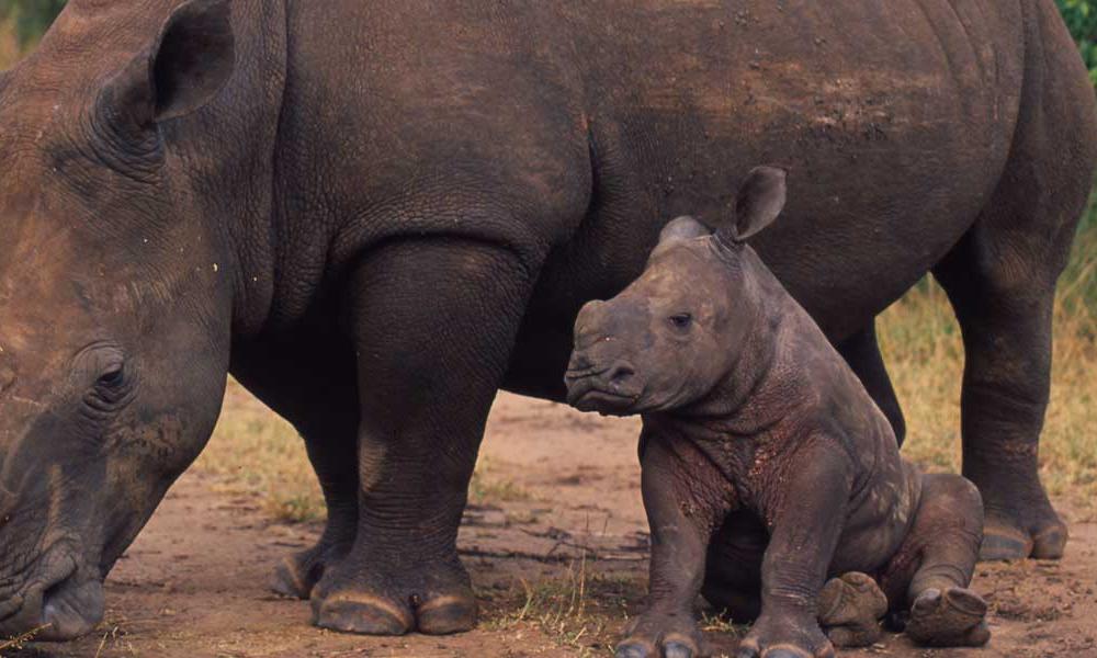 White Rhino Photos Wwf