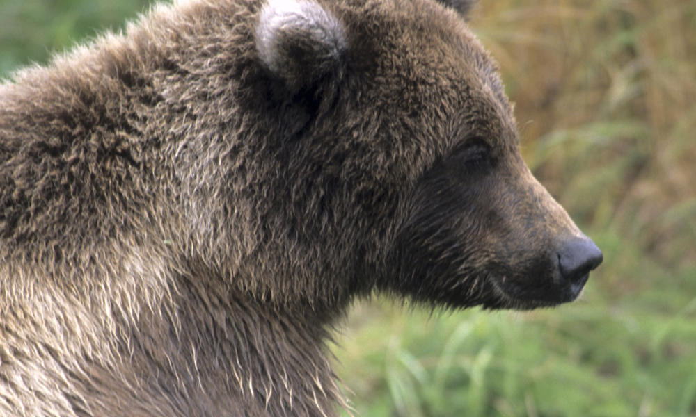 Brown Bear