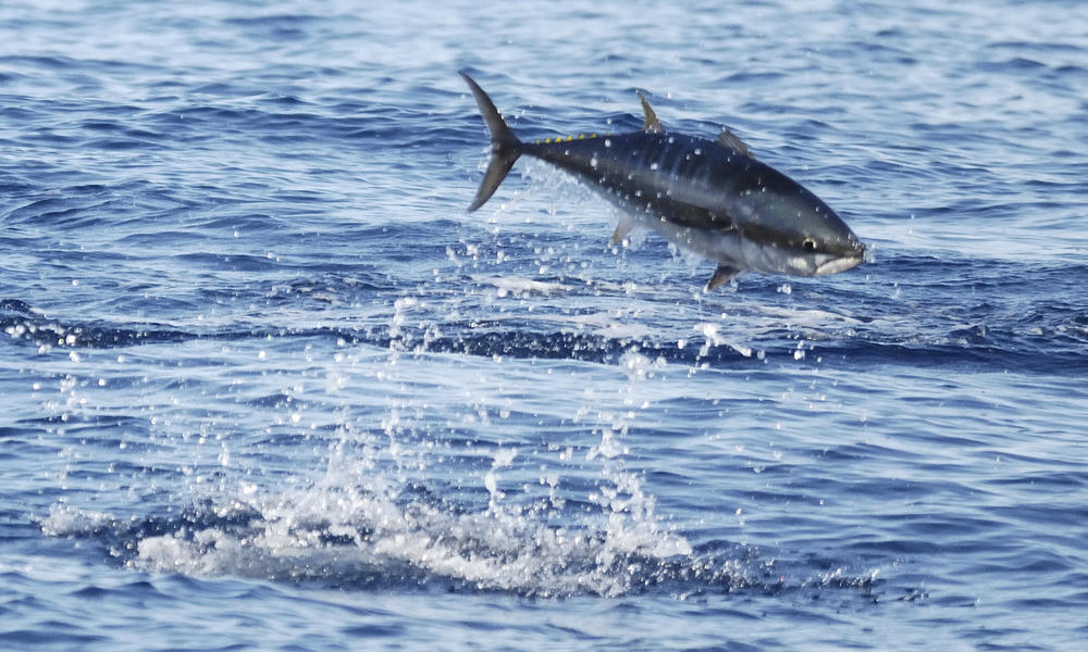Bluefin Tuna