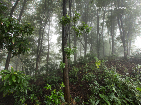 China Forest