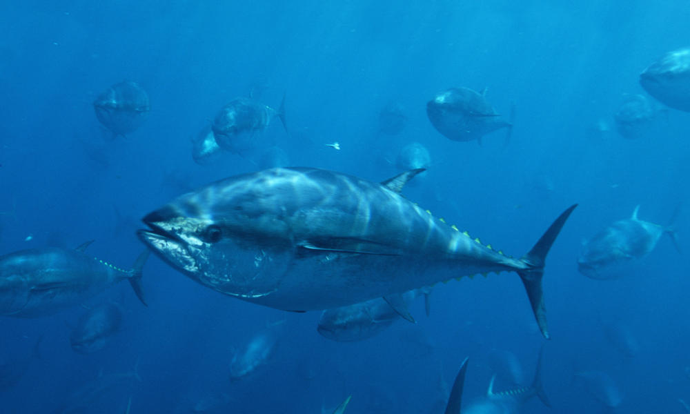 Bluefin Tuna