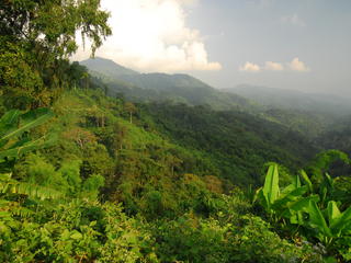 a forest in Thailand