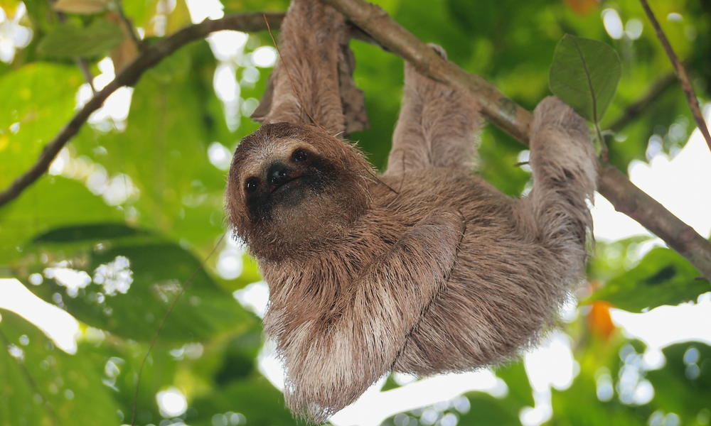 amazon rainforest sloth predators