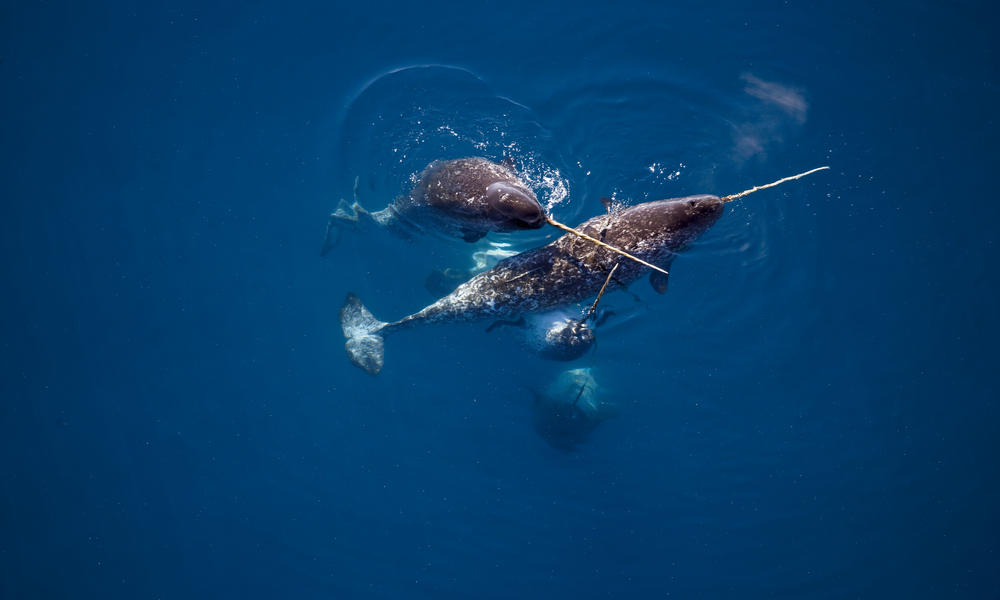 Unicorn of the Sea: Narwhal Facts | Stories | WWF