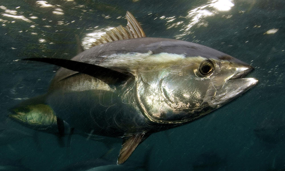 Yellowfin Tuna