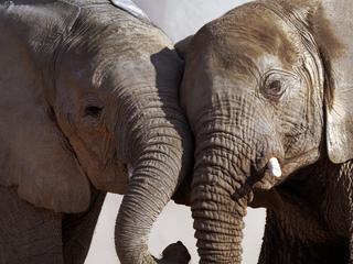 elephants stand close together