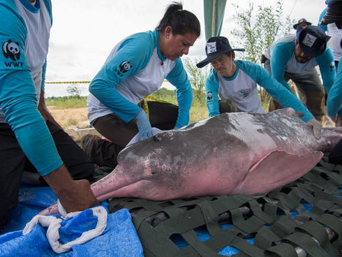 Vets measure and examine the river dolphin