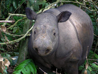 Sumatran rhino