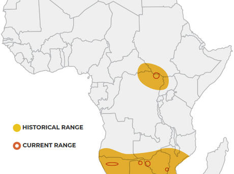 Population distribution of the White Rhino