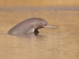 Indus River dolphin pops out of water