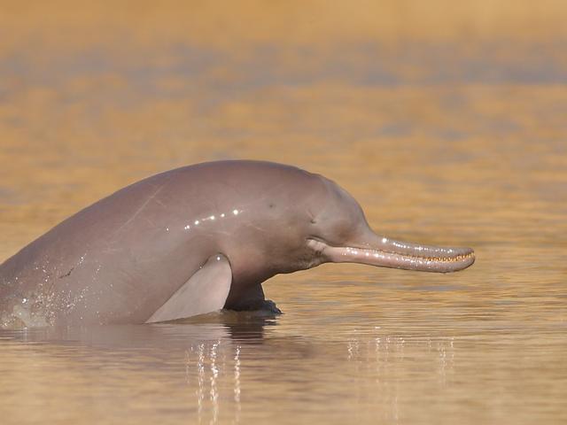 The endangered Indus dolphin
