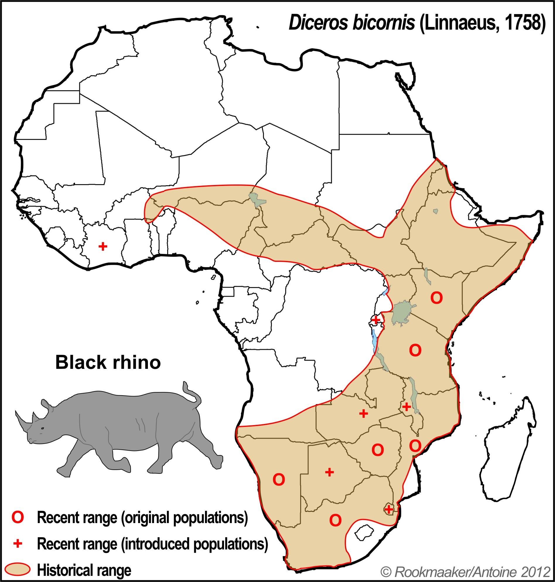 where do black rhino live