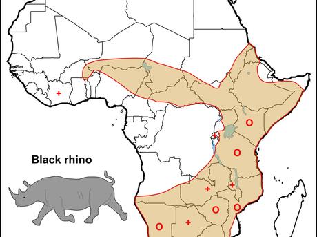 Rhino Size Chart