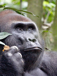 A gorilla profile photo
