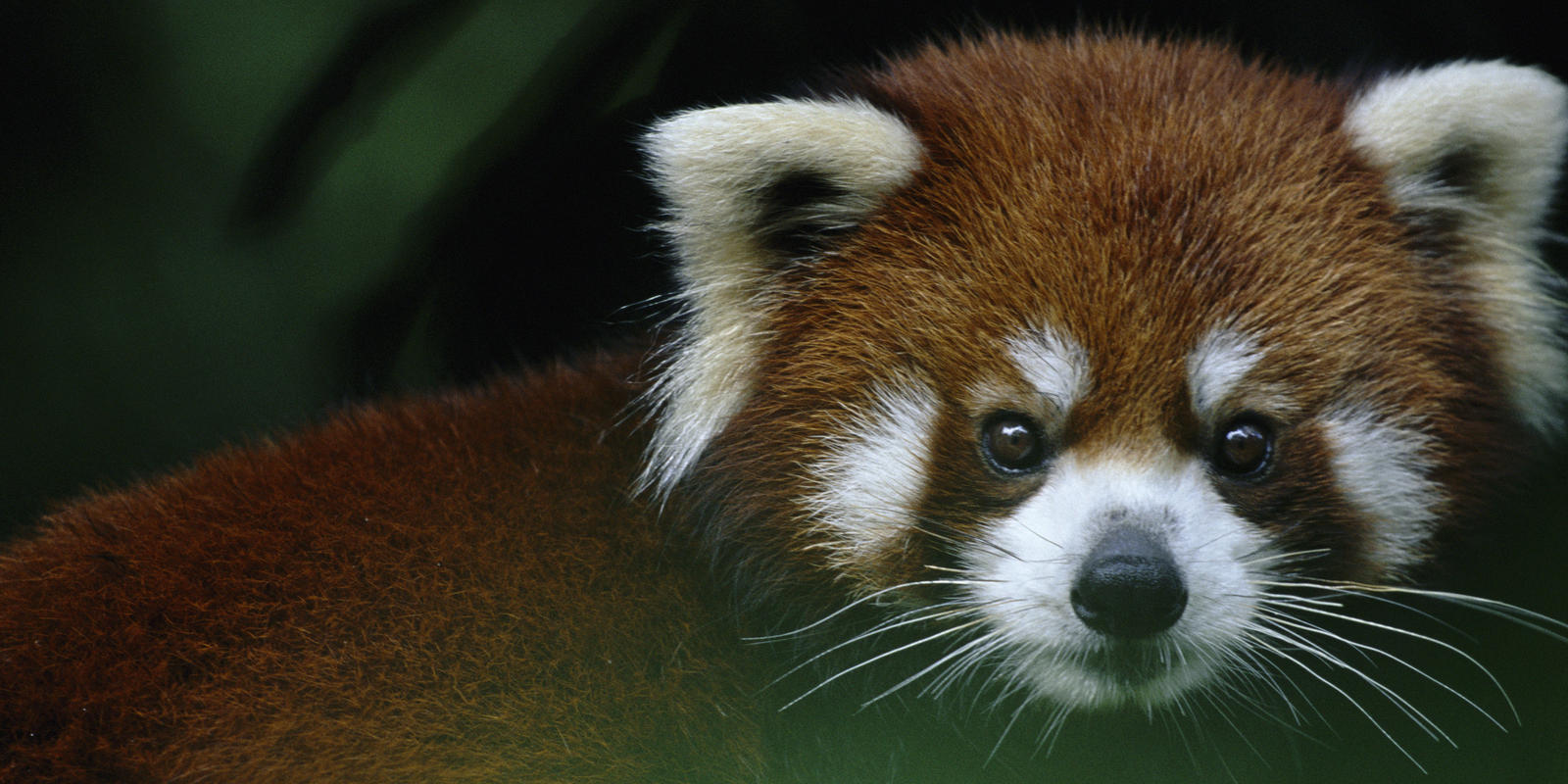 Where Do Red Pandas Live And Other Red Panda Facts Stories Wwf - red panda skin roblox