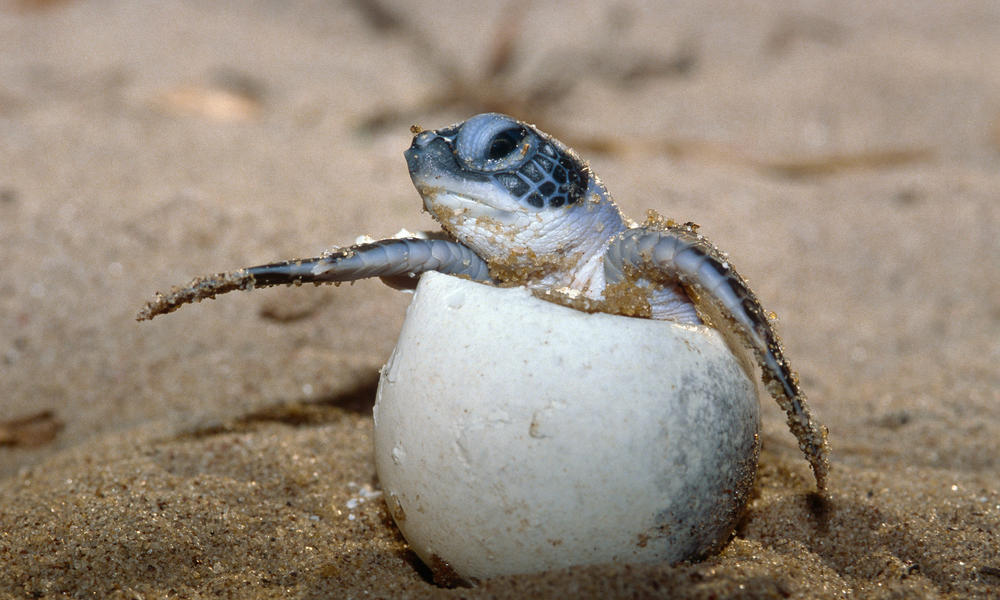 baby sea turtle coming out of egg