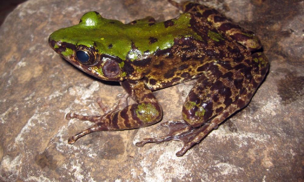 frog