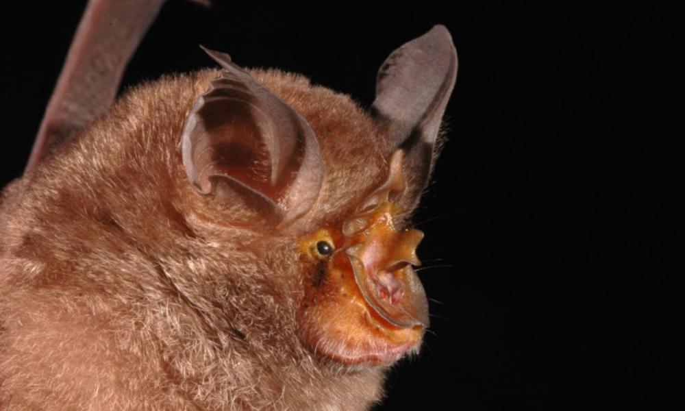 horseshoe bat