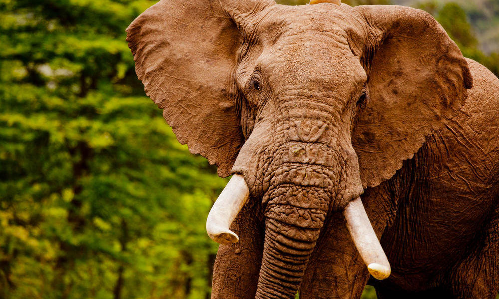 African elephant portrait