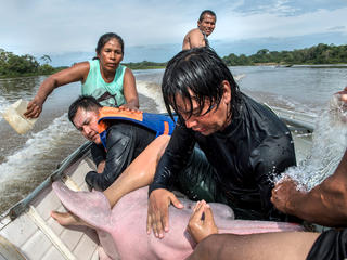 Amazon River Dolphin Pink Dolphins Species Wwf