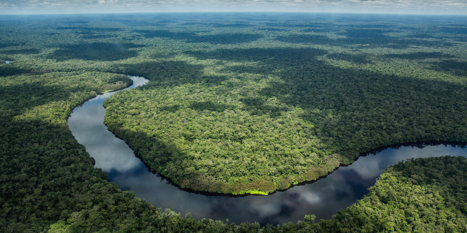Action Alert Save Urban Forests Now American Forests >> Saving A Forest Stronghold Magazine Articles Wwf Action Alert Save Urban Forests Now American Forests >> Saving A Forest Stronghold Magazine Articles Wwf