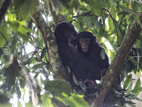 Congo Bonobos Magazine Spring 2018