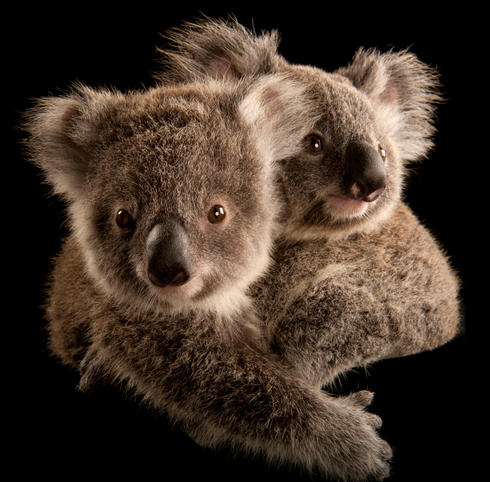 gallery koala spring2018