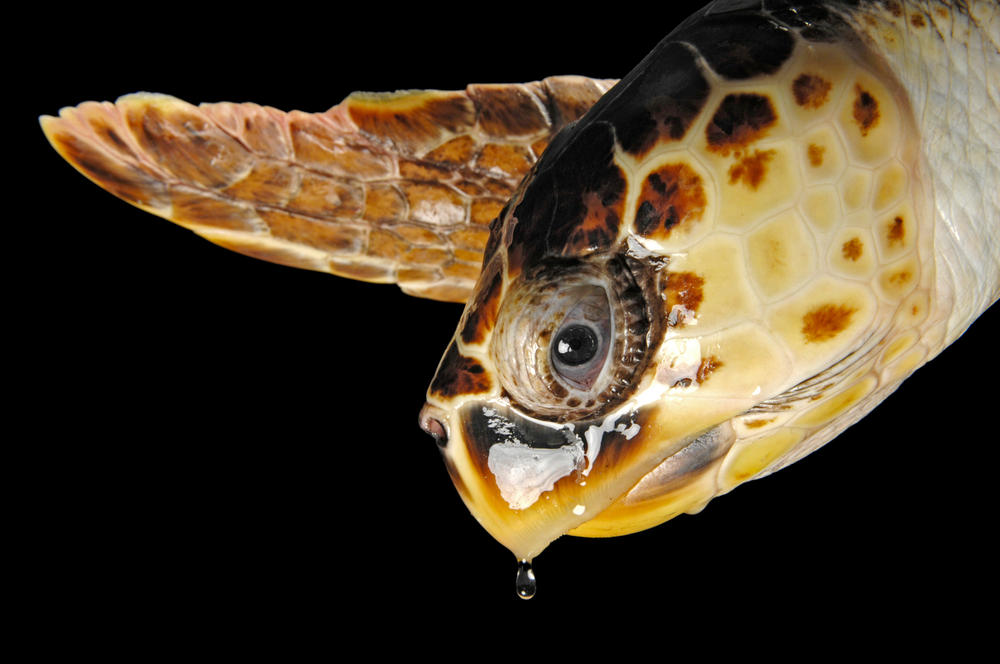 gallery turtle spring2018