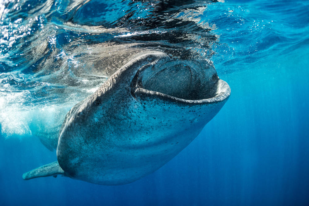 whaleshark mouth spring2018