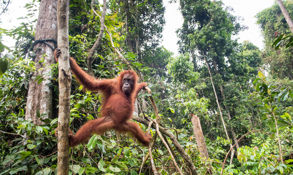 orangutan spring2018