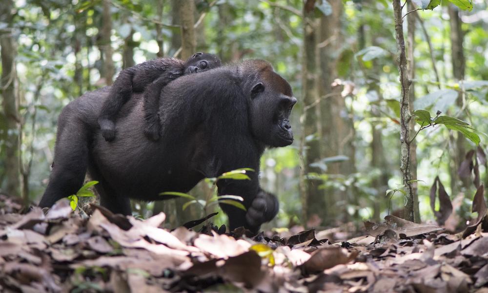 Gorilla twin Inganda with heir mother