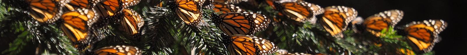 teaching-tools-about-monarchs-educators-toolkits-wwf