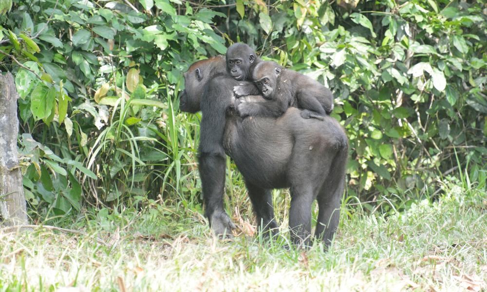 Gorilla twins Inganda and Inguka with their mother