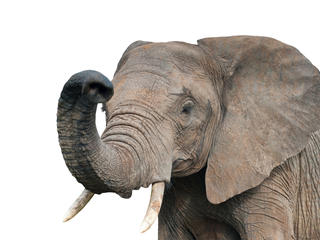 African elephant on a white background