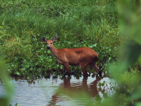 A deer in the Pantanal