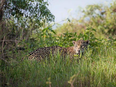A jaguar in the grass