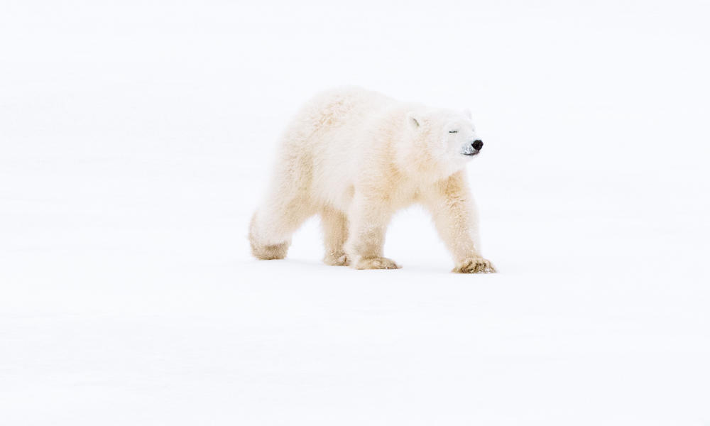polar bear walking