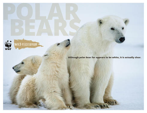 Polar Bear Toolkit | Educators Toolkits | WWF