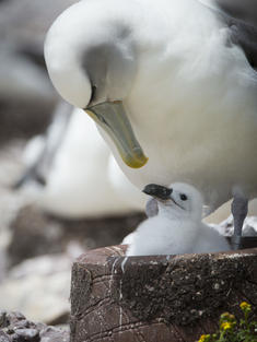 A shy albatross using a concrete nest