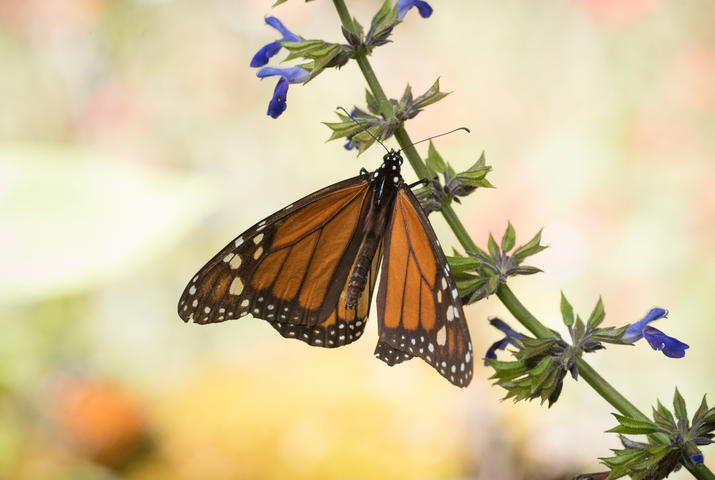 Monarch Butterfly feeding on flower