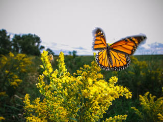 Monarch among goldenrod