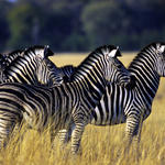 Equus burchelli Burchell's zebra On alert as they watch lions. Masai Mara National Reserve, Kenya