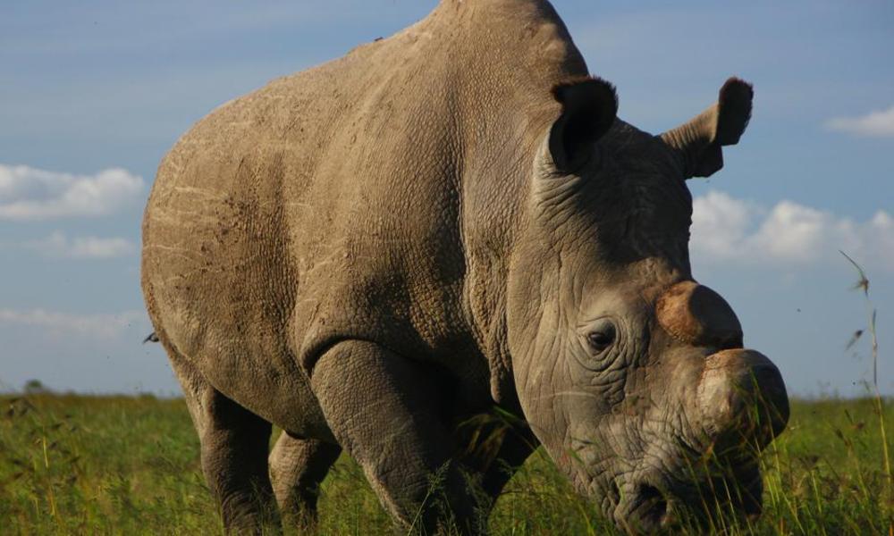 rhino