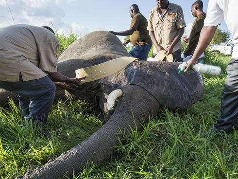 elephant collared in Selous