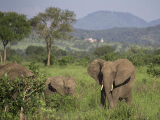 elephant in Selous