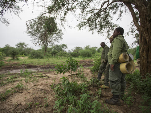 elephant collaring team tracks elephant